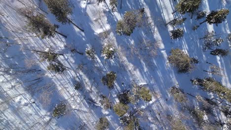 Nadelbäume-Im-Wald-Im-Winter