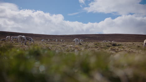 Wide-shot-of-a-group-of-reindeers-grazing-on-the-hills-of-the-Cairngorm-in-Scotland