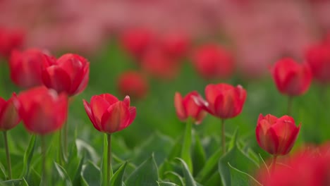 Variable-focus-shot-getting-closer-and-closer-on-red-tulips-in-full-bloom