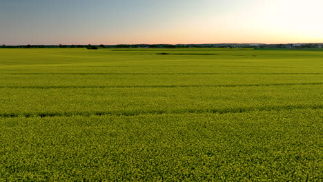 Expansive-yellow-field-at-sunset,-golden-light,-serene-and-vast-landscape