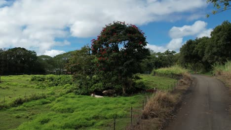 Vacas-Descansando-Bajo-La-Sombra-De-Un-árbol