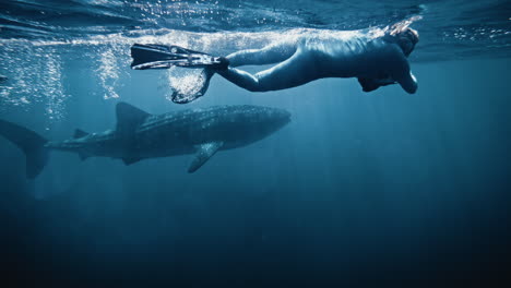 Underwater-photographer-in-full-wetsuit-swims-alongside-whale-shark-at-surface-of-water