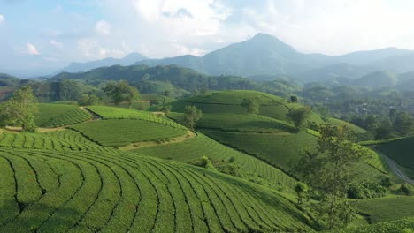 Aerial-view-of-Long-Coc-tea-hills-Vietnam
