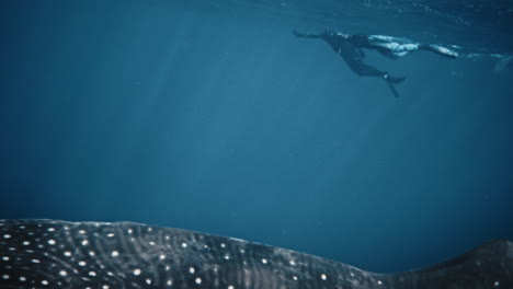 Panorámica-A-Lo-Largo-De-La-Parte-Superior-Del-Cuerpo-Del-Tiburón-Ballena-Con-Manchas-Con-Buzos-En-El-Fondo-Y-Peces-Debajo