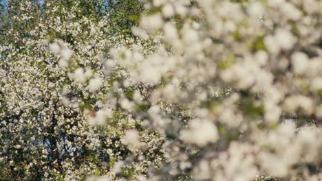 Appenbaumblüte-über-Mehreren-Bäumen-In-Der-Frühlingslandschaft-Am-Tag