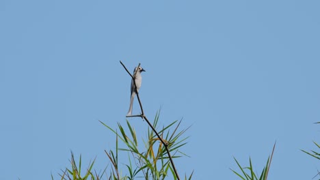 Camera-zooms-in-while-this-bird-is-perched-up-high-on-the-tip-of-the-bamboo-branch,-Ashy-Drongo-Dicrurus-leucophaeus