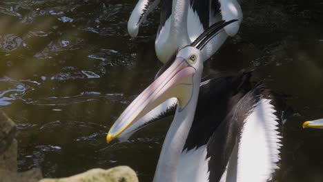 Close-up-of-heads-of-an-Australian-pelicans,-showcasing-its-distinctive-features-and-captivating-gaze