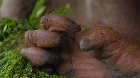 Makroaufnahme-Der-Hände-Eines-Orang-Utans.-Nahaufnahme