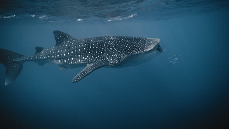 Whale-shark-opens-mouth-wide-filter-feeding-and-puffing-up-body,-slow-motion
