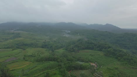 Luftaufnahme-Eines-Grünen-Landwirtschaftlichen-Feldes-In-Der-Indonesischen-Landschaft