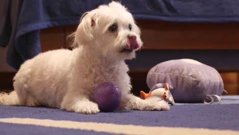 Cute-Bichon-dog-lying-on-the-blue-carpet-with-his-toys