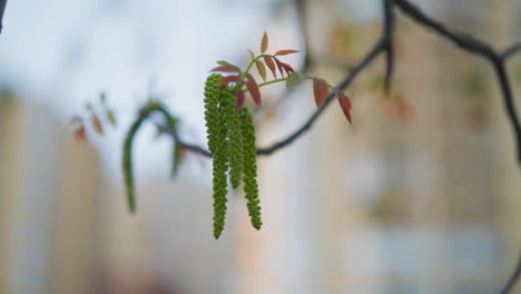 Green-catkin-hand-from-Japanese-alder-tree,-blurry-background,-Czechia