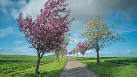 Ein-Zeitraffer-Der-Yorkshire-Wolds-Im-Frühling-Und-Einer-Von-Kirschbäumen-Gesäumten-Straße-In-Blüte