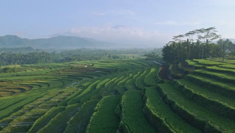 Drone-view-of-amazing-Indonesian-countryside-with-view-of-green-rice-field