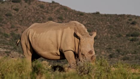 Una-Hembra-De-Rinoceronte-Blanco-En-Arbustos-Bajos-En-El-Desierto-Sudafricano.