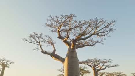 Crown-of-Adansonia-Za---Baobab-tree-endemic-in-Madagascar-at-sunset