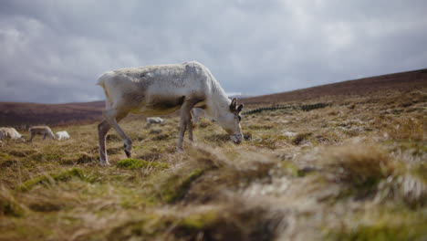 Rentiere-Grasen-Auf-Den-Hügeln-Des-Cairngorm-In-Schottland