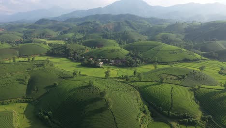 Aerial-view-of-Long-Coc-tea-hill,-Vietnam