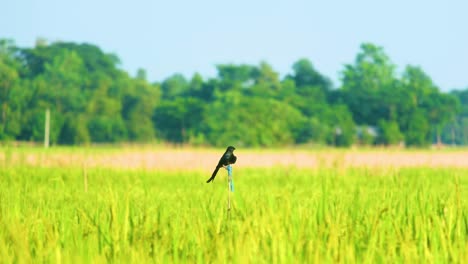 Drongo-Pájaro-En-Campo-De-Arroz-Con-Cáscara-Maduro-Cultivo-Del-Sudeste-Asiático-Agricultura-De-Bangladesh