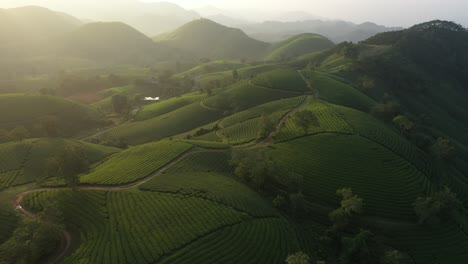 Vista-Aérea-De-La-Colina-Del-Té-Long-Coc,-Vietnam