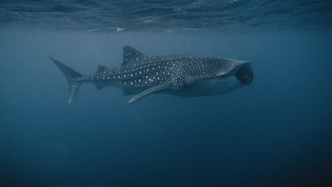 View-from-above-of-whale-shark-and-light-grey-spotted-speckled-skin-in-slow-motion