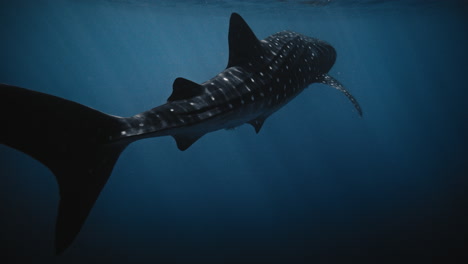 Dark-backlit-rear-view-of-whale-shark-swimming-with-reflection-on-water-surface