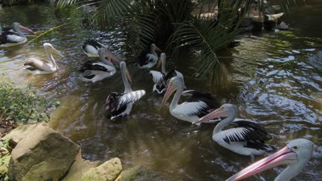 Family-of-Australian-pelicans-swim-in-a-small-pond