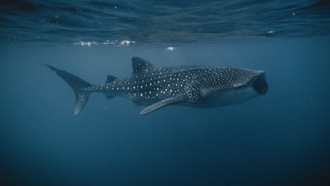 Tiburón-Ballena-Con-Boca-Abierta-Filtrando-Alimentación-Mientras-Nada-En-La-Superficie-Del-Océano,-Cuerpo-Completo