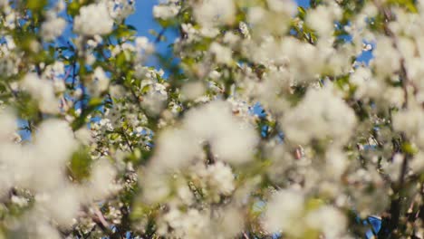 Close-up-of-blooming-blossom-with-blue-sky-during-sunny-spring-day-focus-pull-rack-to-macro