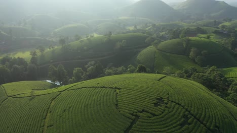 Aerial-view-of-Long-Coc-tea-hill,-Vietnam