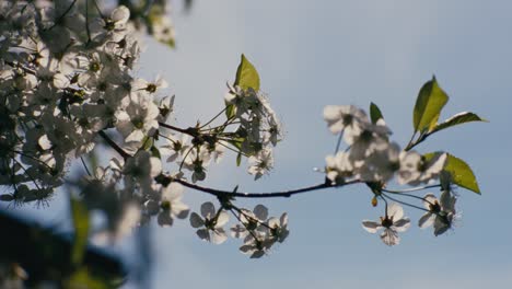 Beautiful-tree-branch-with-blossoming-leaves-of-Christmas-tree-in-sunlight-on-spring-day-handheld-slow-motion