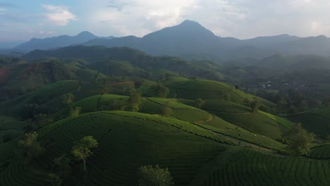 Long-Coc-tea-hill-from-above,-Vietnam