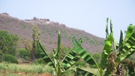 Closeup-shot-of-banana-tree-leaves-moving-with-summer-wind-with-a-hill-in-background-in-India