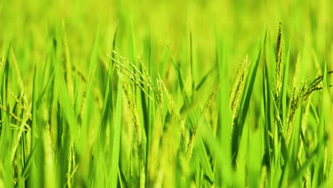 Organic-Paddy-rice-grain-food-agriculture-field-rippen-ready-for-harvest