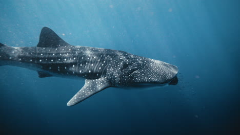 Whale-shark-gracefully-glides-across-open-ocean-light-blue-stunning-water,-slow-motion