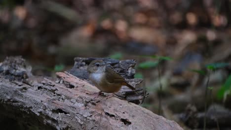 Blick-Nach-Rechts-Und-Dann-Nach-Links,-Während-Er-Auf-Einem-Baumstamm-Thront:-Abbotts-Babbler-Malacocincla-Abbotti