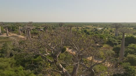 Corona-De-Adansonia-Grandidieri---Baobab-Endémico-De-Madagascar-Al-Atardecer