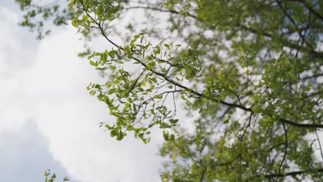 Low-angle-view-of-green-tree-leaves-gently-flutter-in-wind-with-bright-sky