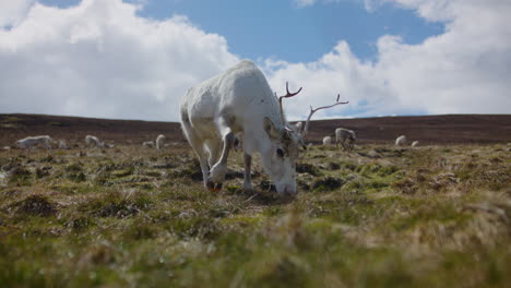 Close-Up-of-Cairngorm-Reindeer-with-Antlers-Grazing-in-the-Highlands
