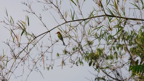 Camera-zooms-in-revealing-this-bird-perched-within-bamboo-leaves-and-branches,-Chestnut-headed-Bee-eater-Merops-leschenaulti