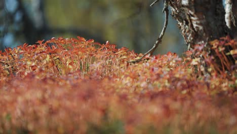 Brightly-colored-vegetation-covers-the-ground-in-the-autumn-forest