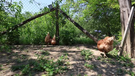 Viele-Rote-Hühner-An-Einem-Sommertag-Im-Dorf