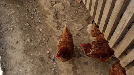 Many-red-chickens-on-a-summer-day-in-the-village