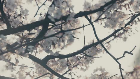 Sakura-Blüten-Im-Frühling-Im-Kaiserpalast-In-Tokio,-Japan