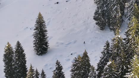 An-overhead-view-of-a-person-walking-amidst-a-snowy-forest-in-the-mountains