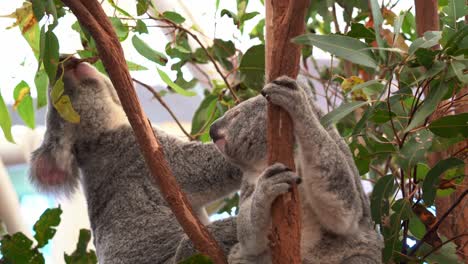 Dos-Koalas,-Phascolarctos-Cinereus,-Sentados-En-La-Horquilla-Del-árbol,-Uno-De-Ellos-Busca-Activamente-Hojas-De-Eucalipto-Y-Las-Mastica,-En-Primer-Plano