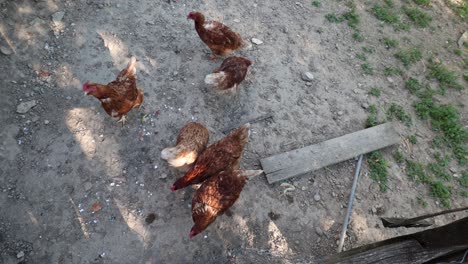 Many-red-chickens-on-a-summer-day-in-the-village