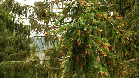 The-branch-of-a-flowering-spruce-moves-in-the-wind-on-a-sunny-spring-day