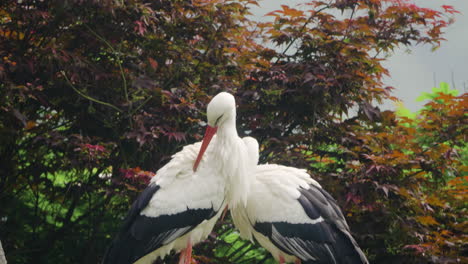 Two-Western-White-Storks-Preen-Feathers-on-Sunny-Day---close-up-slow-motion