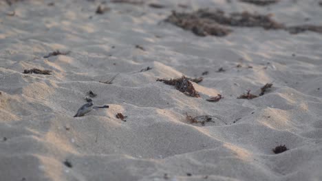 Babyschildkröten-Versuchen-Nach-Dem-Schlüpfen-Vom-Strand-Ins-Wasser-Zu-Gelangen